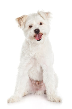 White Dog On White Background