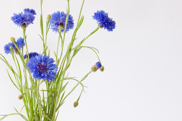 Kornblume