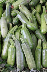 Zucchinis