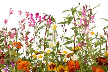 Crédence de cuisine en verre imprimé Marguerites Mixed wild field flowers over white
