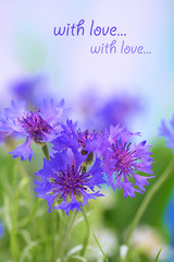 Beautiful cornflowers, outdoors