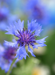 Beautiful cornflower, outdoors