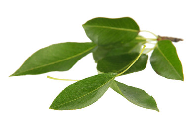 Naklejka premium Green leaves isolated on white