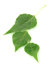 Fototapeta premium Green leaves isolated on white