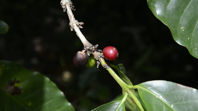 Fresh coffee bean on branch