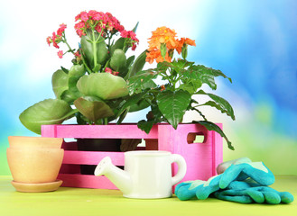 Beautiful flowers in pots on wooden table on natural background