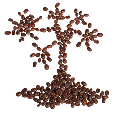 Tree of coffee, isolated on white with copy space