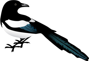 Magpie