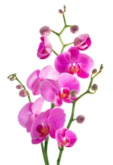 Fotobehang roze bloemen orchidee op een witte achtergrond © Romolo Tavani