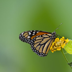 Profile of a monarch butterfly on a lantana flower.
