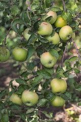 Red apples on apple tree branch