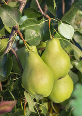Many pear with branch details