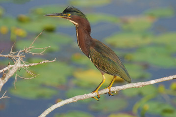 Green Heron overlooking lake with lily pads