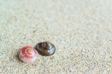 sea shells with sand as background