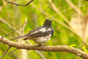 Oriental Magpie Robin