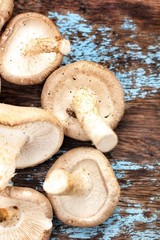 Shiitake mushroom