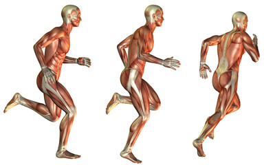Muskel Laufstudie beim Mann