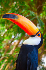 Colorful tucan