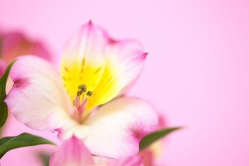 Fototapeta na wymiar アリストロメリアの花