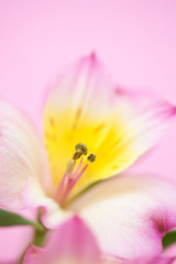 Fototapeta na wymiar アリストロメリアの花
