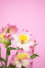 アリストロメリアの花