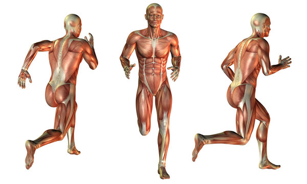 Muskelaufbau Mann beim laufen