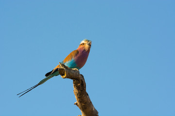 Lilac-breasted Roller on a branch
