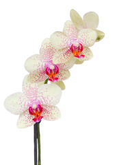 white with violet orchid flowers branch