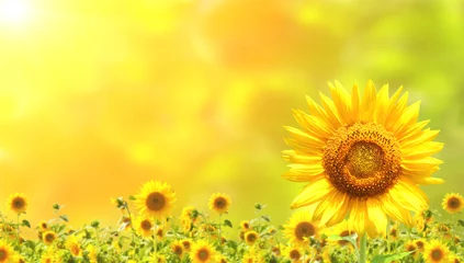 Gartenposter Sonnenblumen © frenta
