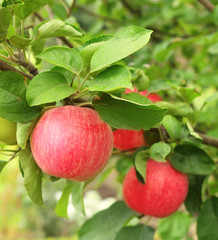 Crop of apples