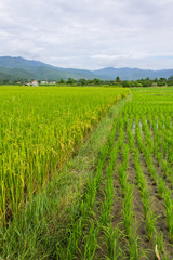 Fototapeta na wymiar Ridge, mountain and rice field in Thailand