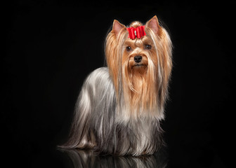 Naklejka premium Young Yorkie female dog on black background