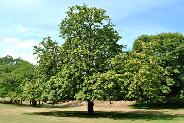 Fototapeta na wymiar Brownsea island arbre