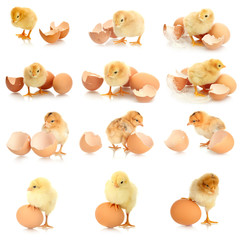 Collage of  beautiful little chickens and eggs