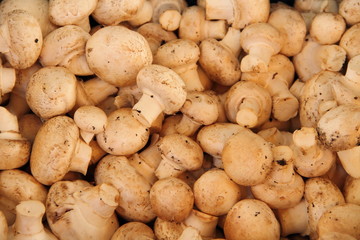 frische Champignons