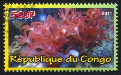 Corals
