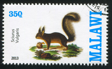Squirrel