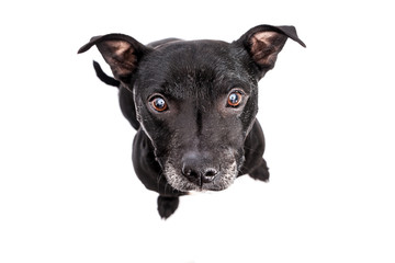 staffordshire bull terrier studio shot, white background