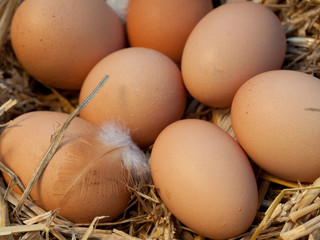 eier aus freilandhaltung