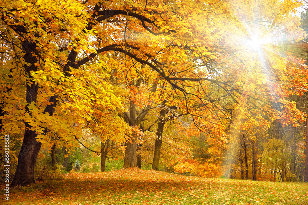 Wall mural gold autumn with sunlight / beautiful trees in the forest