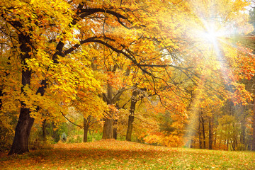 Gouden herfst met zonlicht / mooie bomen in het bos