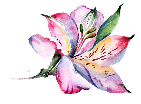 Watercolor Pink Lily