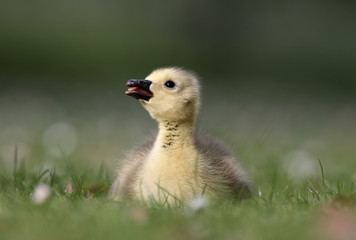 Canada goose, Branta canadensis