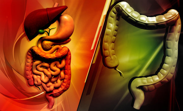 human digestive system