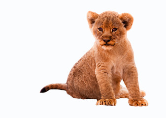 Cute Lion Cub - 55060396
