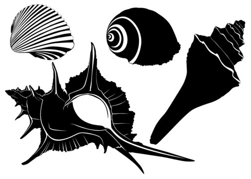 sea shells vector isolated