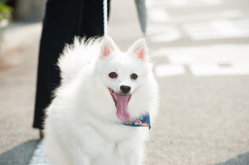 ペットの日本スピッツ犬