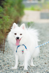 Fototapeta na wymiar ペットの日本スピッツ犬