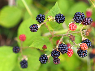 Reife Brombeeren