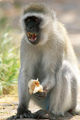 Male vervet monkey eating and displaying teeth
